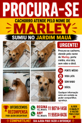 Lost Male Dog last seen UPA barão de Mauá, RP12 (Regiões de Planejamento), SP 