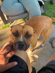 Lost Female Dog last seen Campeau street, South Bend, IN 46617