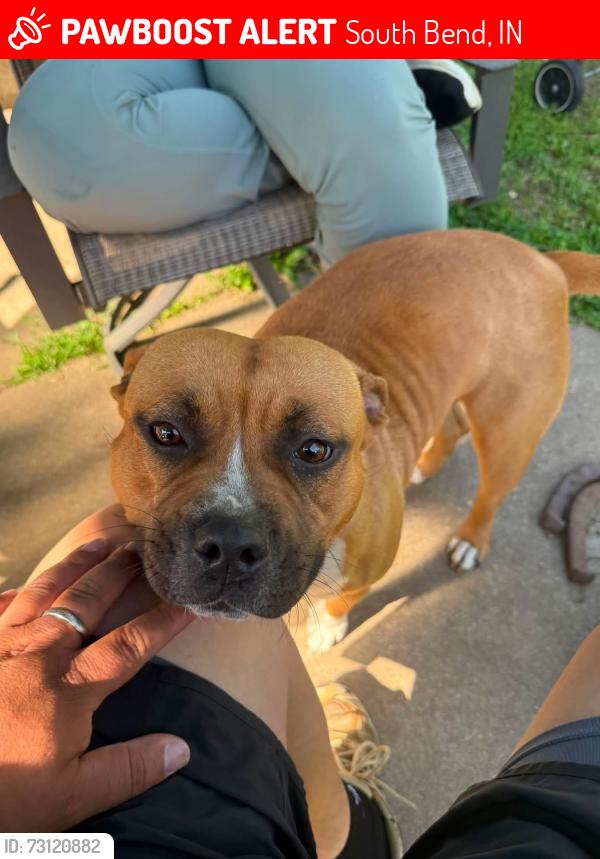 Lost Female Dog last seen Campeau street, South Bend, IN 46617