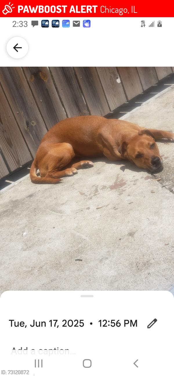 Lost Male Dog last seen Elston and Irving Park Chicago il, Chicago, IL 60618