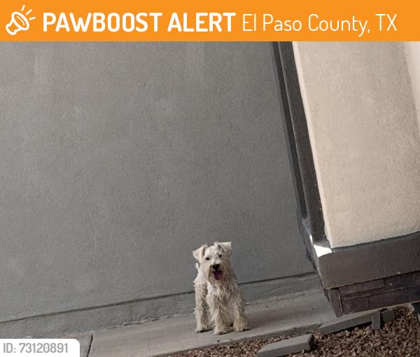 Found/Stray Male Dog last seen By terry ponce and margaret ponce, El Paso County, TX 79928
