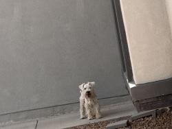 Found/Stray Male Dog last seen By terry ponce and margaret ponce, El Paso County, TX 79928