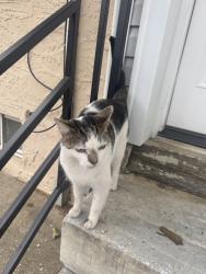 Found/Stray Unknown Cat last seen West Kensington, Philadelphia, PA 19133