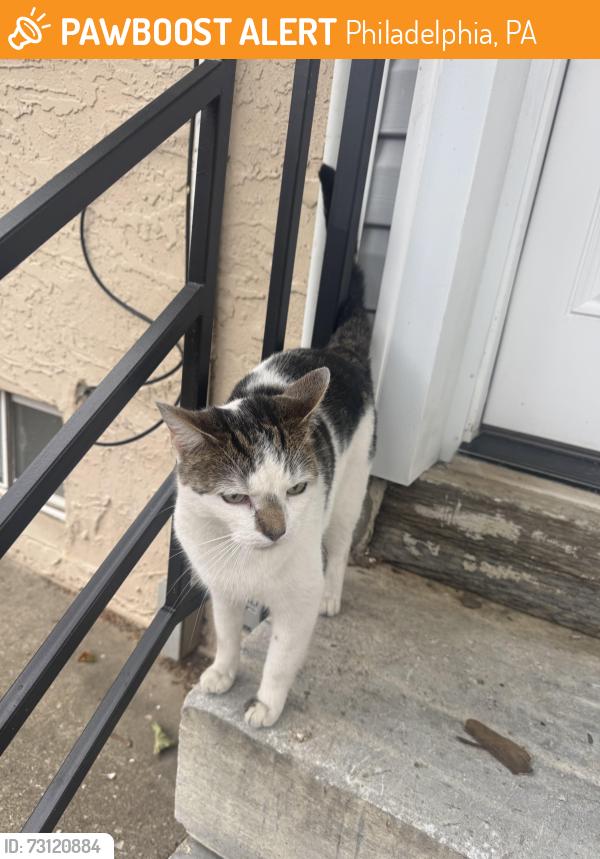 Found/Stray Unknown Cat last seen West Kensington, Philadelphia, PA 19133