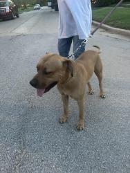 Found/Stray Male Dog last seen NW 14th Street and Linn Avenue, Oklahoma City, OK 73107