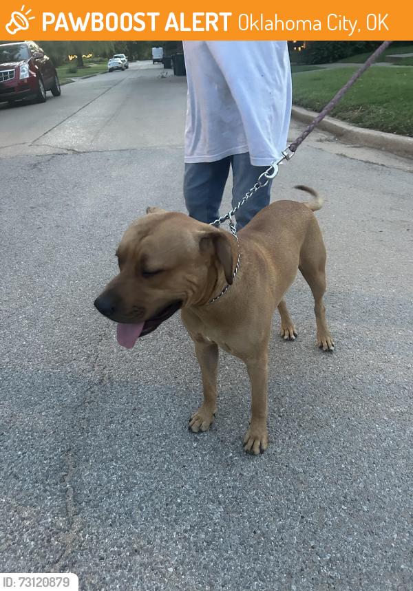 Found/Stray Male Dog last seen NW 14th Street and Linn Avenue, Oklahoma City, OK 73107