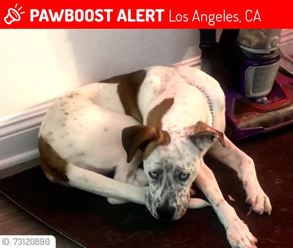 Lost Female Dog last seen Desoto and Ventura blvd, Los Angeles, CA 91367