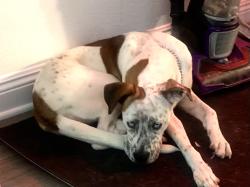 Lost Female Dog last seen Desoto and Ventura blvd, Los Angeles, CA 91367
