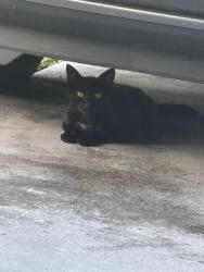 Found/Stray Unknown Cat last seen Bywood and Crowberry, Port St. Lucie, FL 34983