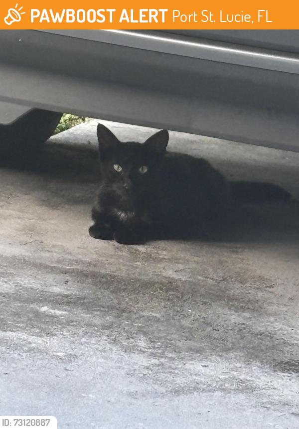 Found/Stray Unknown Cat last seen Bywood and Crowberry, Port St. Lucie, FL 34983