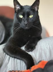 Reunited Male Cat last seen 39th Ave, San Mateo, CA 94403