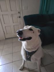 Reunited Male Dog last seen S. KIRBY AND W. JOHNSON, Hemet, CA 92545