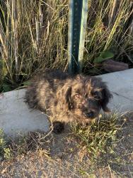 Found/Stray Female Dog last seen On Avalon side of the park by the playground, Los Angeles, CA 90059