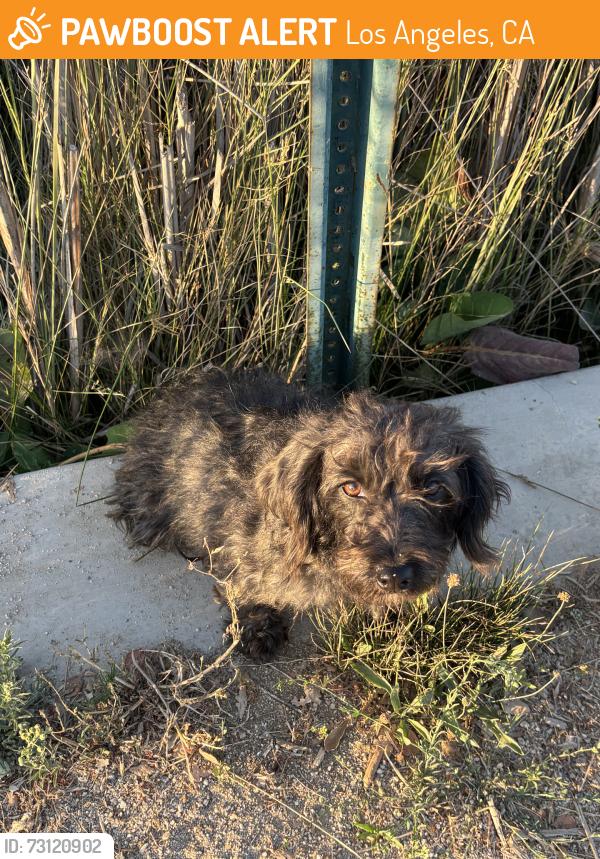 Found/Stray Female Dog last seen On Avalon side of the park by the playground, Los Angeles, CA 90059