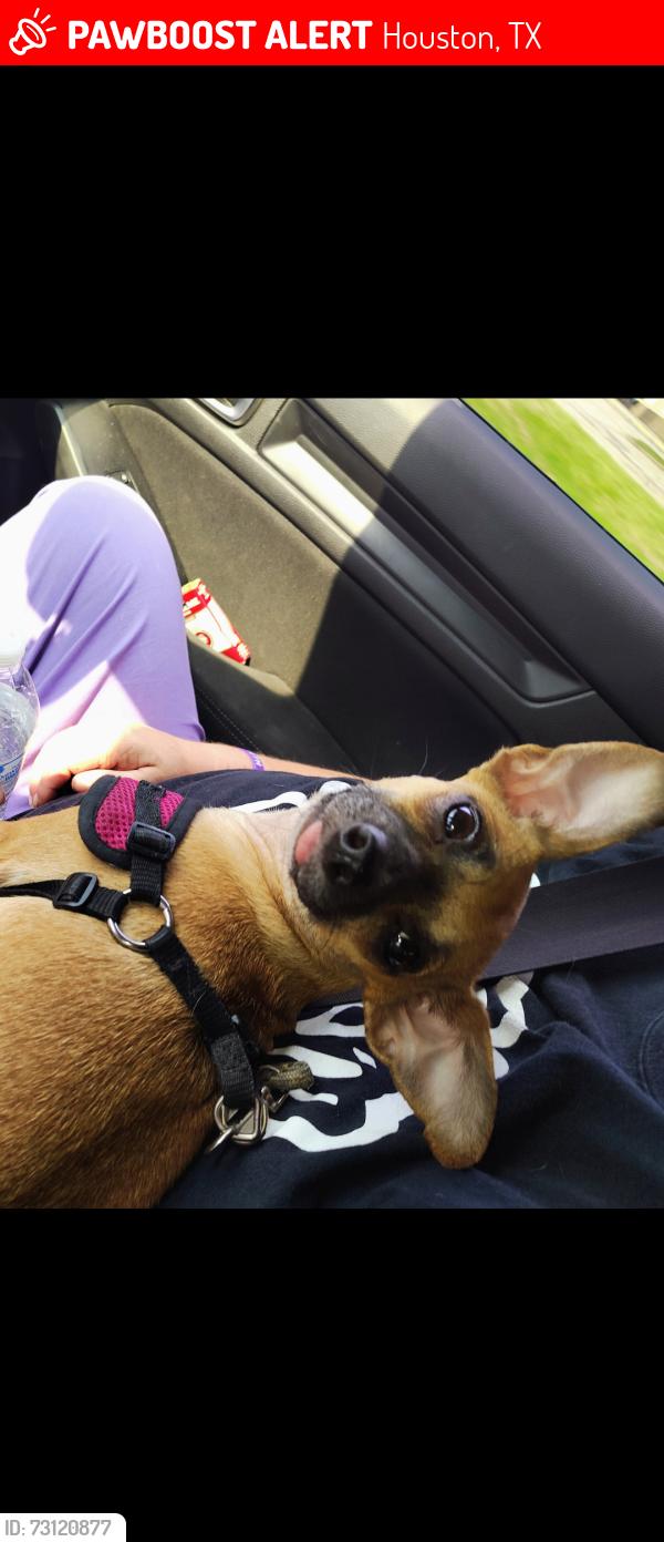 Lost Female Dog last seen Near, Houston, TX 77088