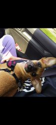 Lost Female Dog last seen Near, Houston, TX 77088