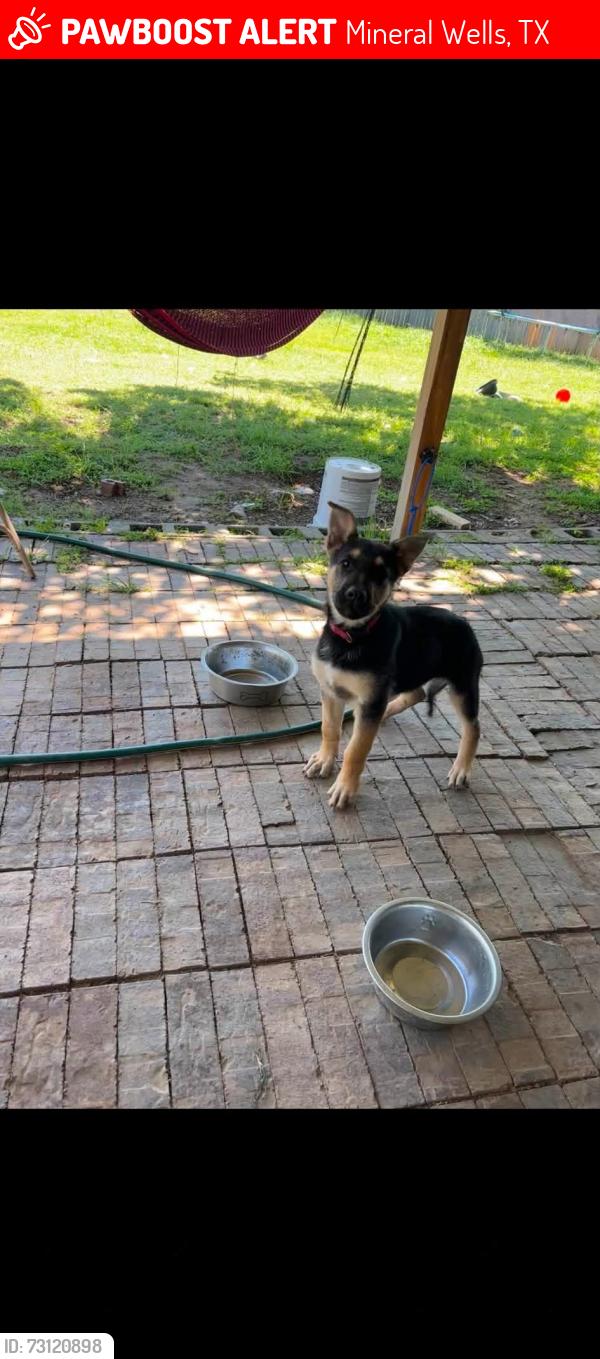 Lost Male Dog last seen Whataburger, Mineral Wells, TX 76067