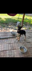 Lost Male Dog last seen Whataburger, Mineral Wells, TX 76067