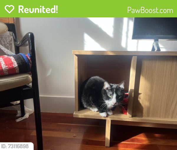 Reunited Male Cat last seen Woolsey St, Berkeley, CA 94704