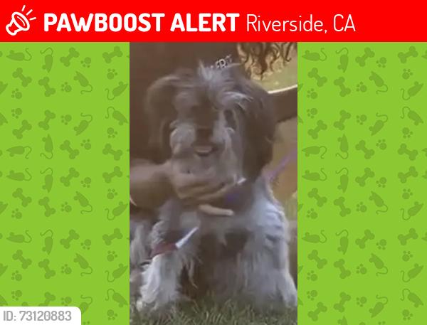 Lost Female Dog last seen Weyer American Columbia Main, Riverside, CA 92501