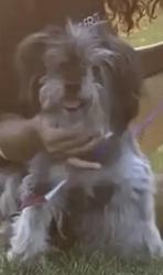 Lost Female Dog last seen Weyer American Columbia Main, Riverside, CA 92501