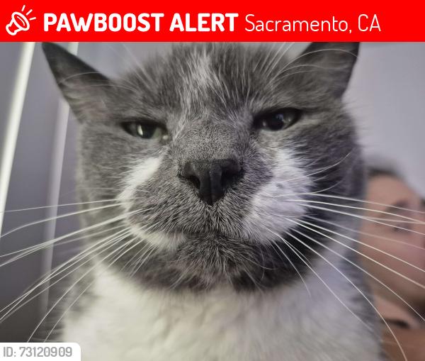 Lost Female Cat last seen Larkspur Lane & Evelyn Lane, Sacramento, CA 95865