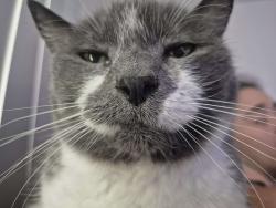 Lost Female Cat last seen Larkspur Lane & Evelyn Lane, Sacramento, CA 95865