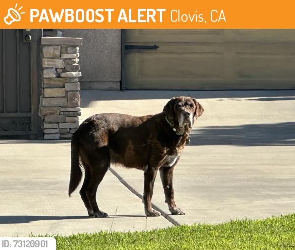 Found/Stray Male Dog last seen Near Harvard Ave Clovis, CA 93612 United States, Clovis, CA 93612