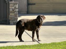 Found/Stray Male Dog last seen Near Harvard Ave Clovis, CA 93612 United States, Clovis, CA 93612