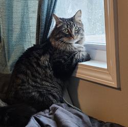 Reunited Male Cat last seen AmeriVu Inn & Suites Chisago.MN, Chisago City, MN 55013