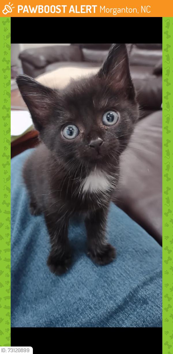 Found/Stray Female Cat last seen Patton High, Morganton, NC 28655