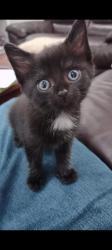 Found/Stray Female Cat last seen Patton High, Morganton, NC 28655