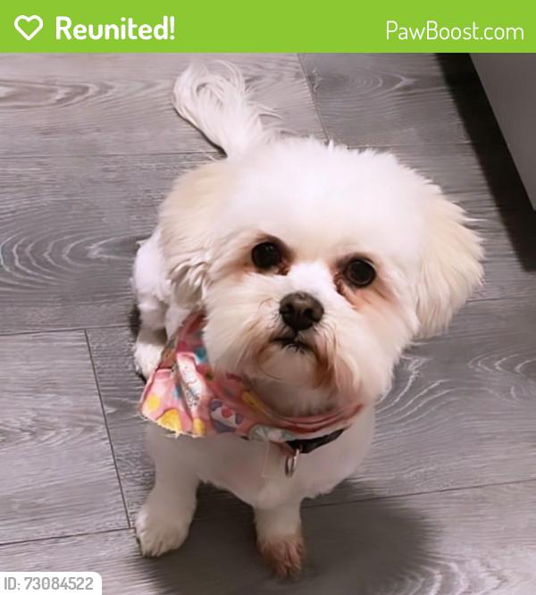 Reunited Female Dog last seen John Phelan and pelicano, El Paso, TX 79936