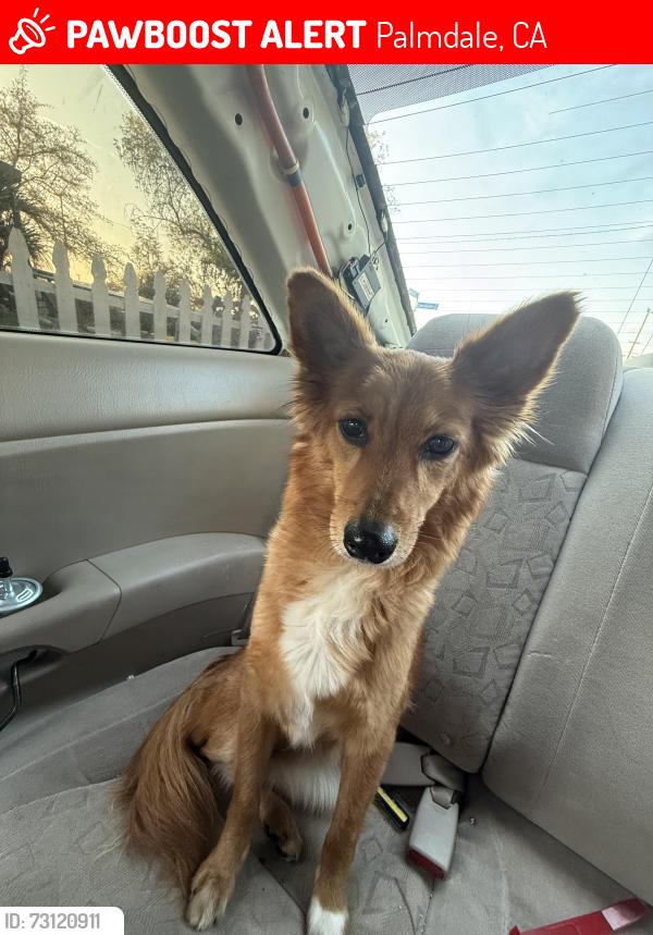 Lost Female Dog last seen Sweetbrier st, Palmdale, CA 93550