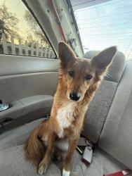 Lost Female Dog last seen Sweetbrier st, Palmdale, CA 93550