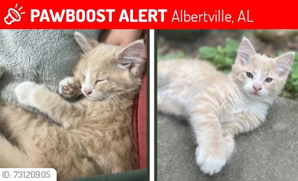 Lost Male Cat last seen Indian Trails Neighborhood, Albertville, AL 35950