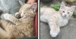 Lost Male Cat last seen Indian Trails Neighborhood, Albertville, AL 35950