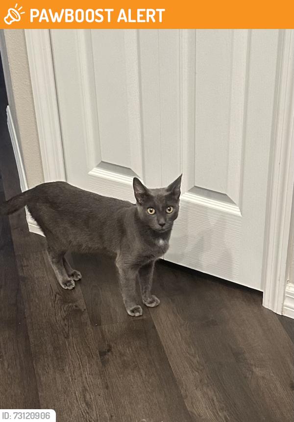 Found/Stray Male Cat last seen Smooth bark/star road, brooksville, North Weeki Wachee, FL 34613