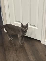Found/Stray Male Cat last seen Smooth bark/star road, brooksville, North Weeki Wachee, FL 34613