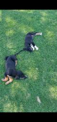 Found/Stray Unknown Dog last seen Near Lilac Avenue rialto, Rialto, CA 92376