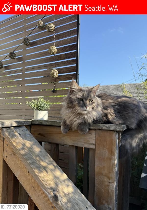 Lost Male Cat last seen 24th Ave NE and 74th St., Seattle, WA 98115