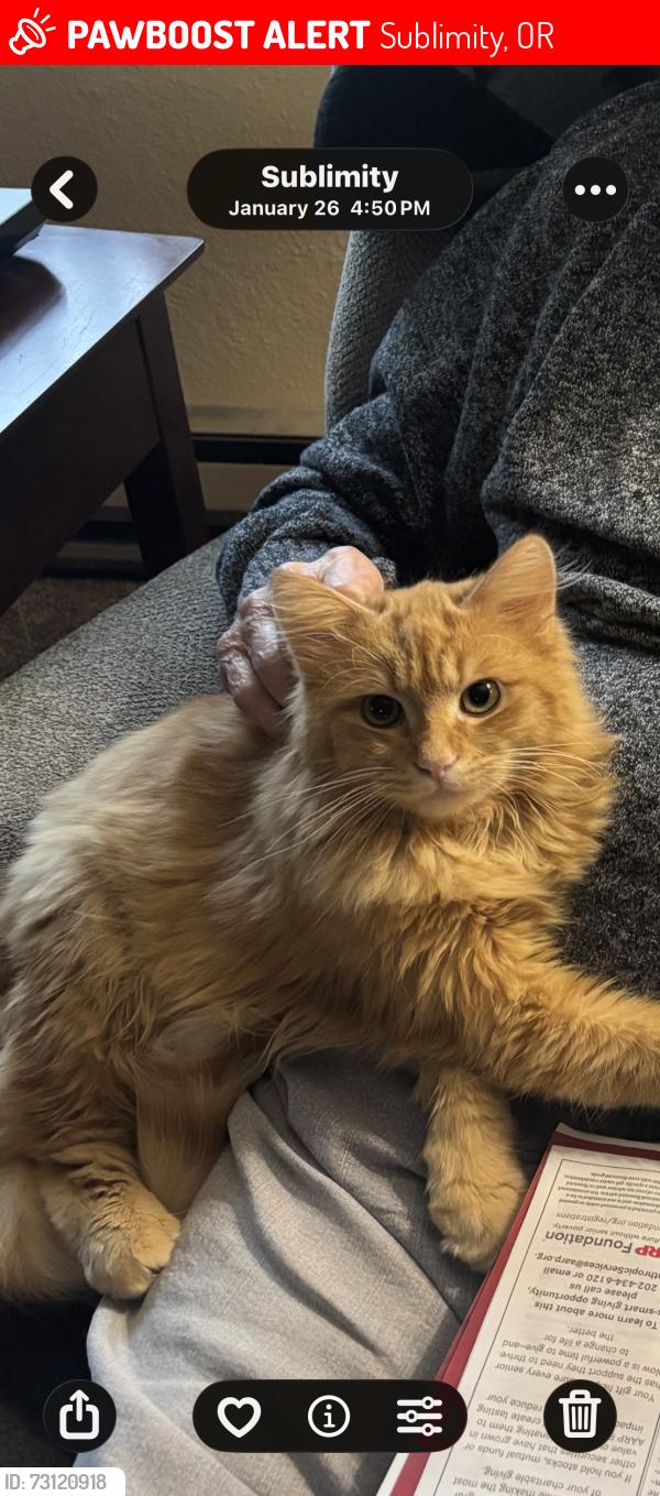 Lost Male Cat last seen Pine St, Sublimity, OR 97385