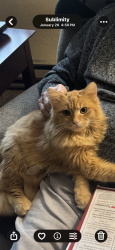 Lost Male Cat last seen Pine St, Sublimity, OR 97385
