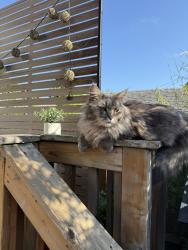 Lost Male Cat last seen 24th Ave NE and 74th St., Seattle, WA 98115