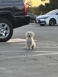 Found/Stray Unknown Dog last seen On Avalon side of the park near the playground, Los Angeles, CA 90059