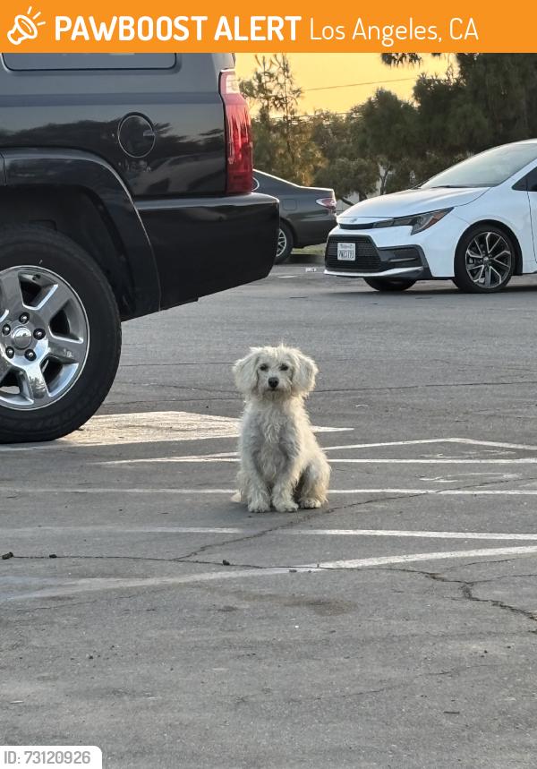 Found/Stray Unknown Dog last seen On Avalon side of the park near the playground, Los Angeles, CA 90059