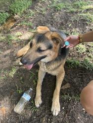 Reunited Male Dog last seen MLK AND KNOWLES, Phenix City, AL 36869