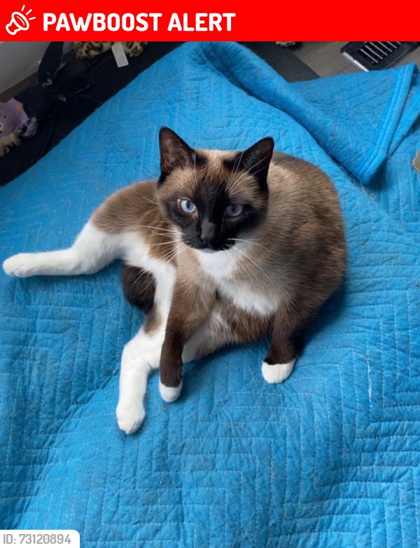 Lost Female Cat last seen Vermont Dr, Richmond St, Reynolds CT., Mediterranean Ave, monopoly area, Amherstburg, ON N9V 3X8