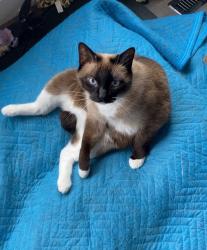 Lost Female Cat last seen Vermont Dr, Richmond St, Reynolds CT., Mediterranean Ave, monopoly area, Amherstburg, ON N9V 3X8