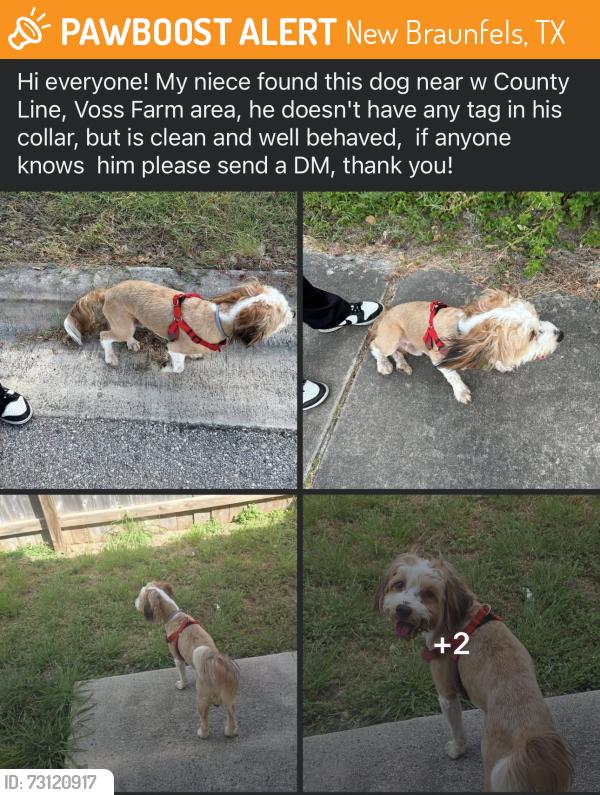 Found/Stray Male Dog last seen County Line with Pahmeyer, Voss Farm area, New Braunfels, TX 78130